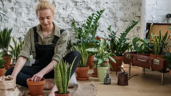 Никогда не покупайте эти комнатные растения: вы захотите выбросить их на помойку, и вот почему