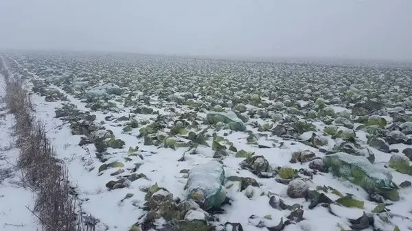 Зачем оставлять корни капусты на грядках на зиму