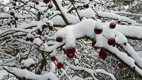 Опытные дачники всегда делают это с яблоней именно в январе: урожая будет в 3 раза больше
