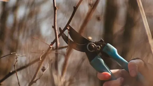 Не упустите момент: эти шесть деревьев нужно обрезать уже сейчас, иначе сад потеряет урожай