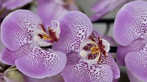 Чем поливать орхидею для длинного цветения