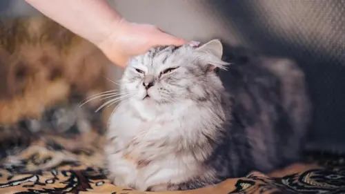 Почему кошки любят, когда им чешут щеки: ветеринары назвали 4 причины