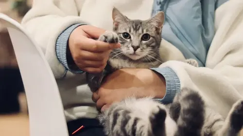 Ваша кошка может забыть вас: признаки деменции у животного, о которых никто не говорит