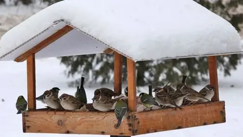 Как правильно подкармливать птиц в зимние холода