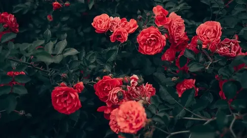 Всего один шаг — и ваши розы переживут самые суровые зимние морозы: обязательно сделайте это в январе