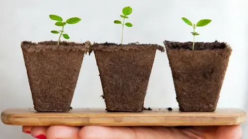 Как в январе 2026 года подготовить почву для рассады