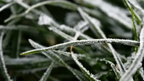 Действительно ли мороз уничтожает сорняки — миф или реальность