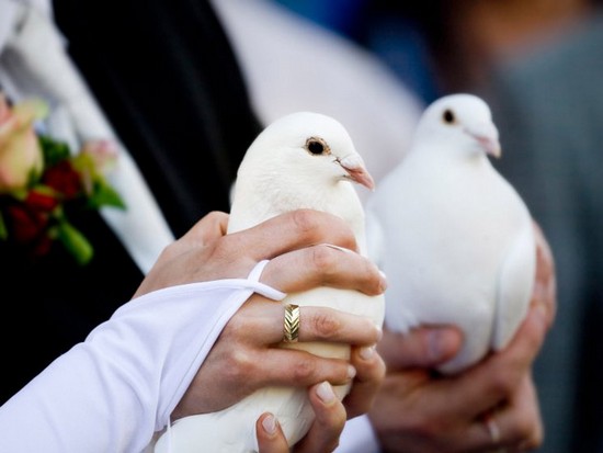 Свадьба и голуби