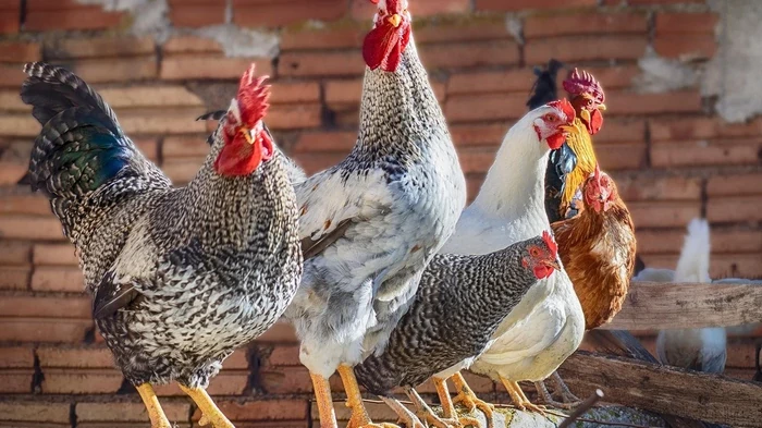 Почему теплая вода в курятнике означает максимум яиц: узнайте секрет несучести зимой