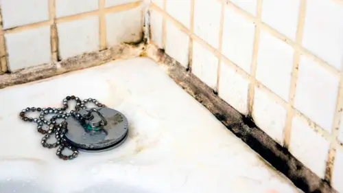 Копеечное средство «убивает» плесень за 1 час: можно применять в ванной и на стенах