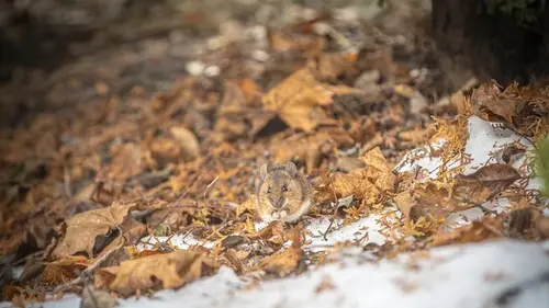 Деревья будут защищены: этот простой прием с обертыванием стволов спасает от мышей