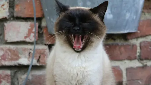 Почему кот кусает за ноги: что на самом деле хочет сказать ваш «шерстяный»