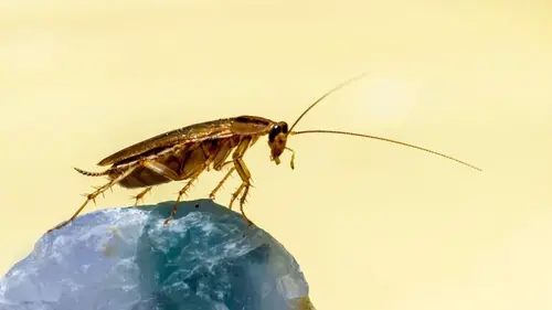 Почему никогда нельзя раздавливать тараканов дома: риски, о которых вы не знали