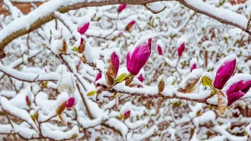 Как сохранить магнолию зимой: 6 советов, чтобы цветы не замерзли