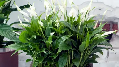 Где нужно поставить спатифиллум по феншую в 2026 году: одно место, которое меняет все