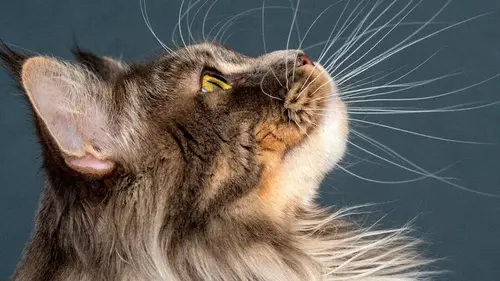 5 пород кошек, которые лучше всего подходят для семьи с детьми — советы ветеринаров