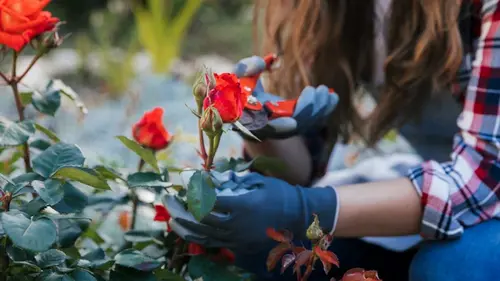 Сейчас лучшее время для черенкования роз: вот как их размножить — получится у каждого