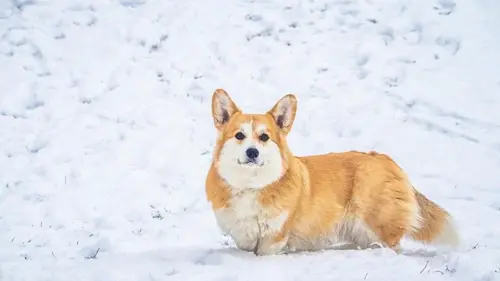 Бывает ли слишком холодно для выгула собаки: это должен знать каждый владелец