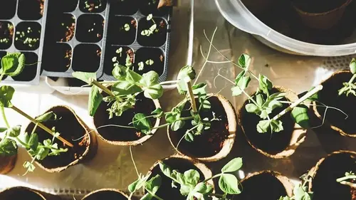 Лунный посевной календарь на февраль 2026 года: благоприятные дни, чтобы рассада росла как на дрожжах