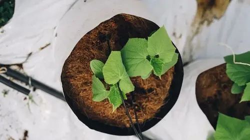 Лунный календарь огородника: посеете огурцы в эти дни — соберете рекордный урожай в 2026 году