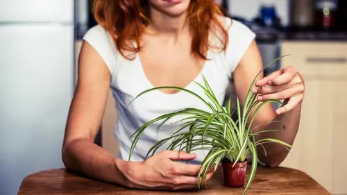 Какие комнатные растения обрезать в январе: названы 9 цветов