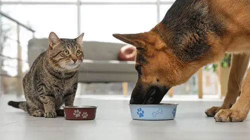 Можно ли кормить котов собачьим кормом: почему это опасно?