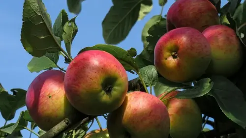 Названы сорта самых сладких и сочных яблок: они завалят вас урожаем огромных плодов