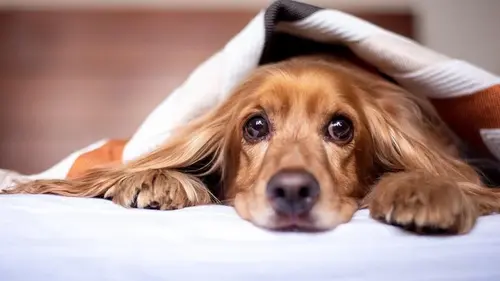 Чем ни в коем случае нельзя кормить собак: многие игнорируют этот запрет