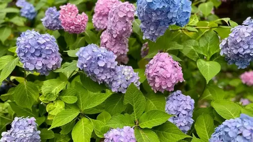 Садоводческий трюк, защищающий гортензии от лютых морозов