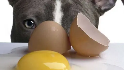 Можно ли собакам есть яйца: ветеринар дала четкий ответ