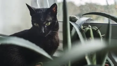 Если так назвать черного кота, он будет защищать ваш дом от бед: народные приметы