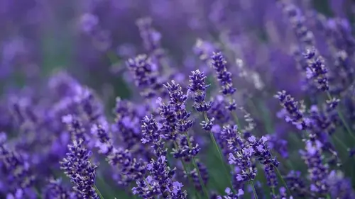 Что посадить рядом с лавандой: садоводы назвали идеальных соседей