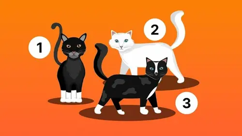 Какого котенка вы выберете: психологический тест на характер