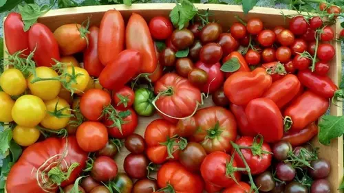 Популярные сорта помидоров, которые не оправдали ожиданий, и вот почему