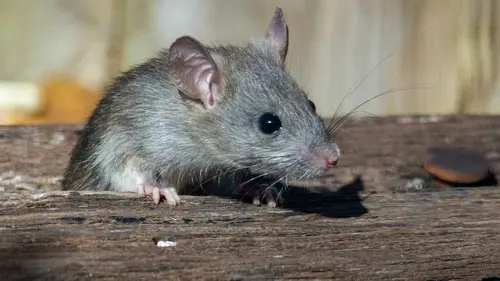 Грызуны уйдут из курятников и сараев навсегда: старый сельский метод, который работает безотказно