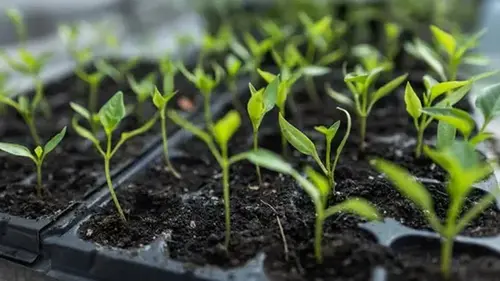 Что посеять в феврале: полный перечень культур для огорода и цветника