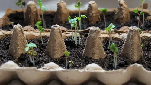 Вдвое более быстрый результат: семена, замоченные в этом соке, проростет за рекордные 3 дня