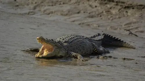 В чем разница между крокодилом и аллигатором: где водятся опасные хищники