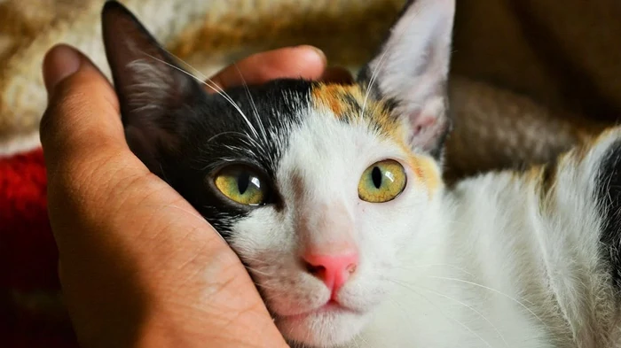 Можно ли кормить кошек молоком: эксперты дали неожиданный ответ