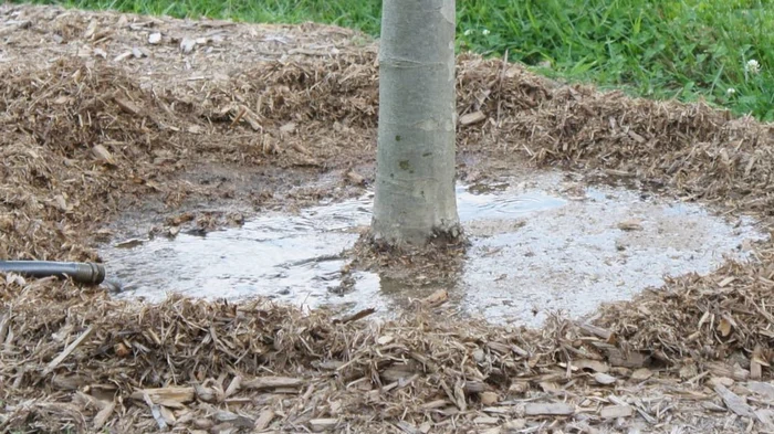 Нужно ли поливать растения зимой: советы эксперта, которые сохранят сад здоровым до весны