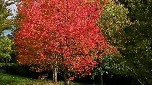 Какие деревья не боятся болезней: 7 лучших вариантов для сада