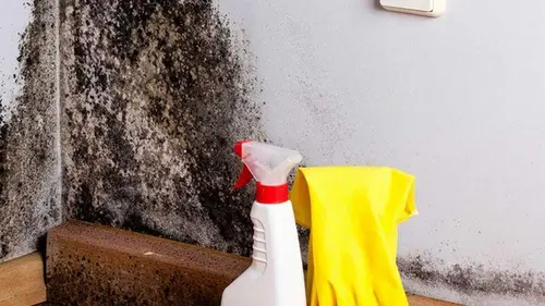 Копеечная добавка для теста оказалась смертельной для плесени: как убрать грибок за час