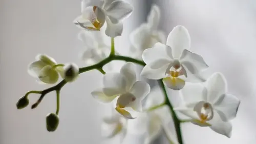 Орхидеи будут цвести круглый год: попробуйте один трюк — и результат удивит