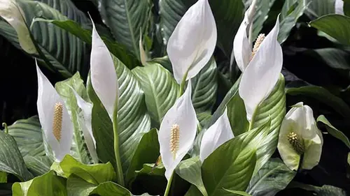 Один стакан под корень — и спатифиллум будет цвести пышнее обычного: что это за средство