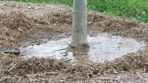 Нужно ли поливать растения зимой: советы эксперта, которые сохранят сад здоровым до весны