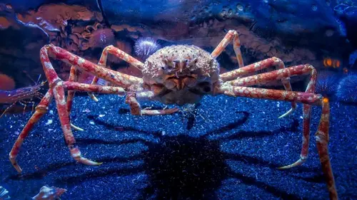 Размером с маленький автомобиль: какой самый большой краб в мире