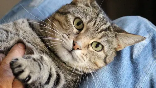 Как понять, что кот вас уважает: эксперты перечислили 7 признаков