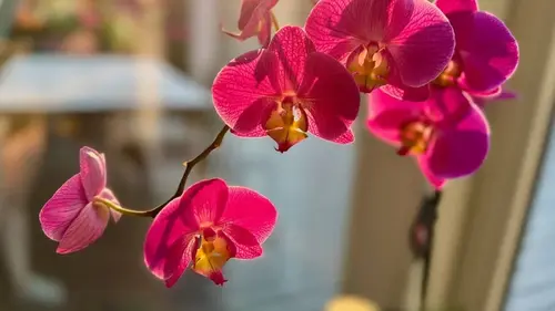 Ошибка во время полива: 5 комнатных растений, которые не терпят жесткую воду