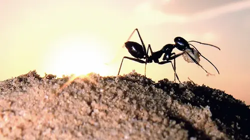 Топ-4 натуральных способа защитить дом от муравьев во время холодов