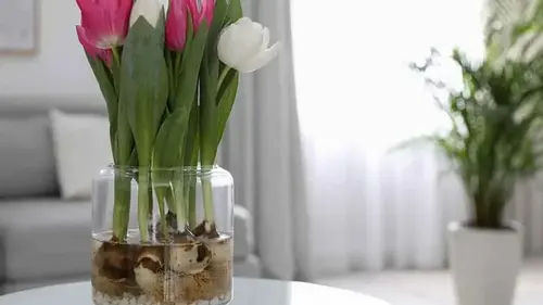 Как вырастить тюльпаны среди зимы в воде: 5 шагов до замечательного букета